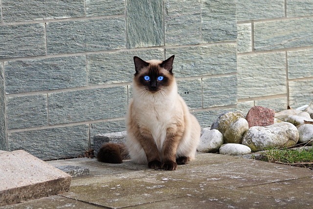 cats