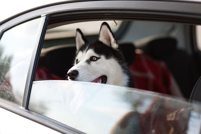 pet