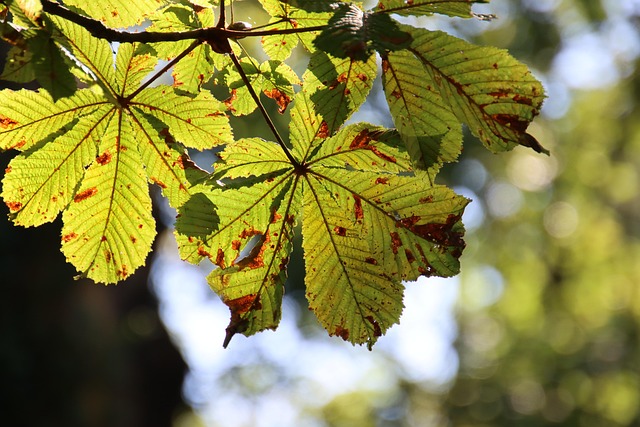 autumn