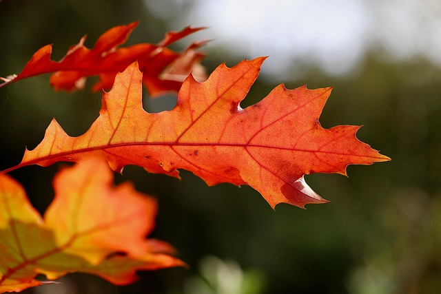 fall foliage
