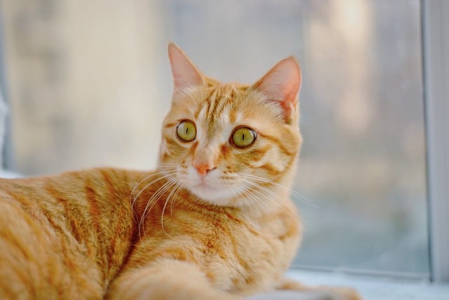 cats